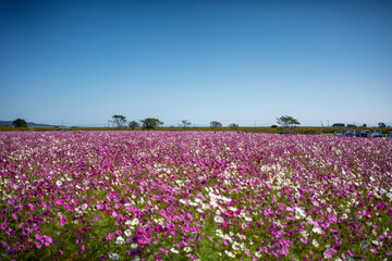 field of flowers