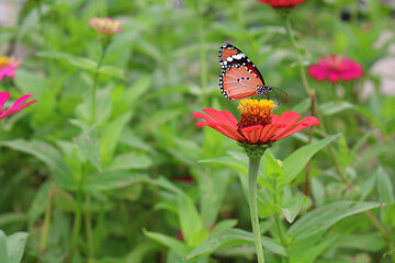 Close-up photo of a butterfly clinging to a flower seeking nectar in the garden.