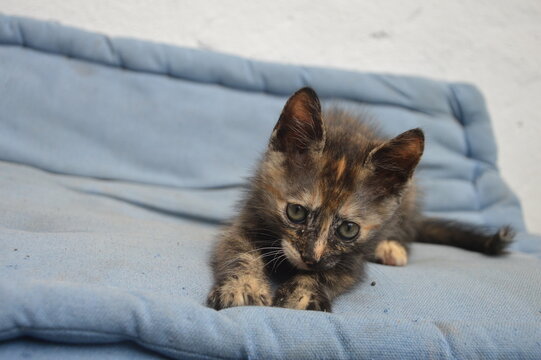 Bebita
