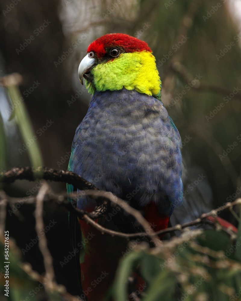Poster vertical closeup of a colorful red-capped parakeet perched on a branch