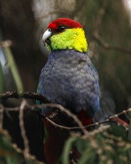Vertical closeup of a colorful red-capped parakeet perched on a branch