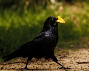 Closeup of a black Australian raven on the ground with a yellow flower in the beak