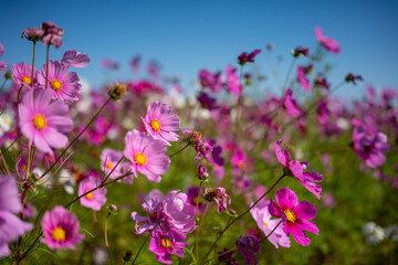 Obraz premium Pink flower field