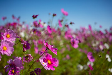 Pink flower field