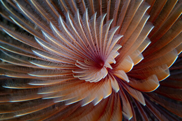 A Feather duster worm, Bispira sp., has a spiraled gill crown that extends from its tube embedded in sand near a reef in Indonesia. 