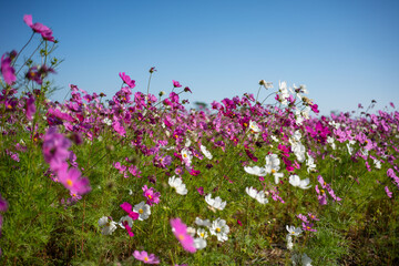 Fototapeta premium Pink flower field