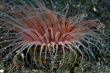 Naklejka na ściany i meble Above the seafloor of Komodo National Park, the long, sinuous tentacles of a tube anemone wait for plankton to drift by. Tube anemones are commonly found on sandy seafloors.