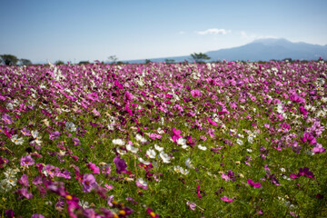 Pink flower field
