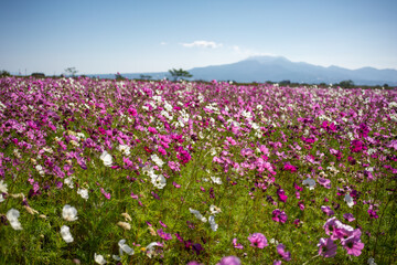 Pink flower field