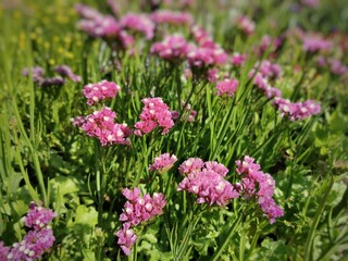 Closeup shot of beautiful Limonium sinuatum flowers in the Botanical garden in Oulu, Finland