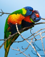 Vertical shot of colorful loving loriini couple embracing while perched on a tree branch