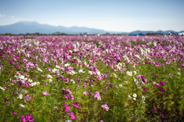 Pink flower field