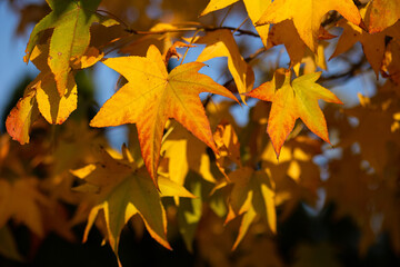 Autumn maple leaves on a tree branch on a blurred background