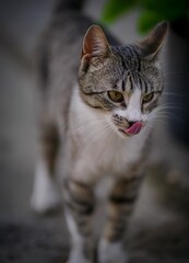 Naklejka na ściany i meble Beautiful portrait of a cute tabby cat on a blurry background