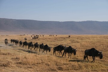 Fototapeta na wymiar Herd of wildebeests walking in a row in the Ngorongoro National Park, Tanzania