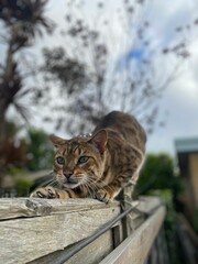 Beautiful portrait of a cute tabby cat on a blurry background