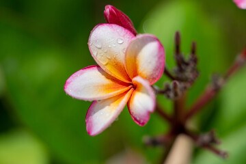 Plumeria Flower