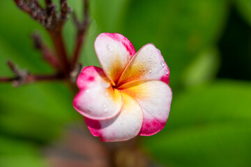 Obraz premium Plumeria Flower