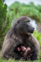 Vertical shot of a baboon monkey