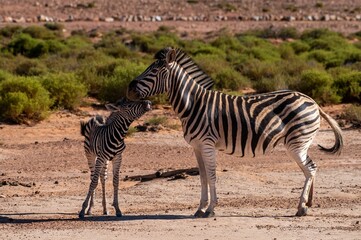 Fototapeta na wymiar Zebra with its baby in the safari