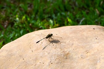 a closeup shot of a insect