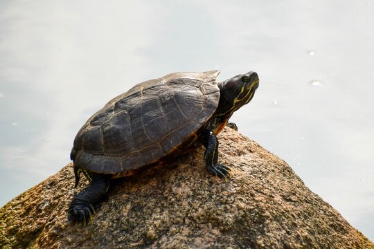 turtle on the ground in hk