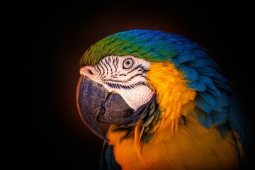 Parrot on dark Backgroun