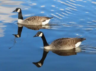 Two Canada Geese swimming