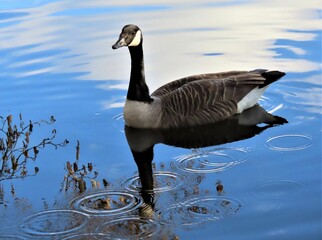 Canada Goose on rippled blue water
