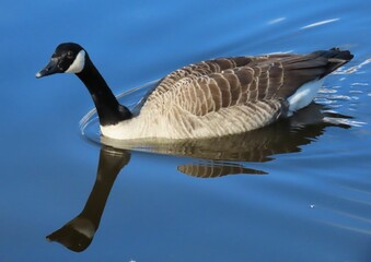 Canada Goose and reflection