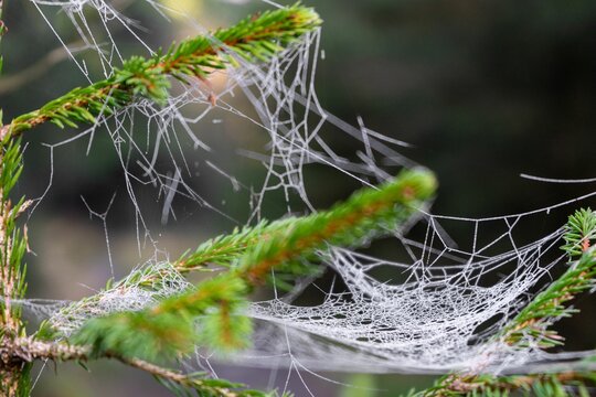 Close-up shot of an wet spiderweb hanging in a tree