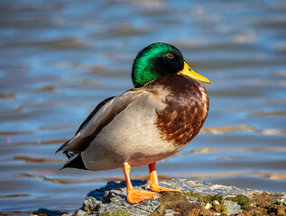 Mallard duck