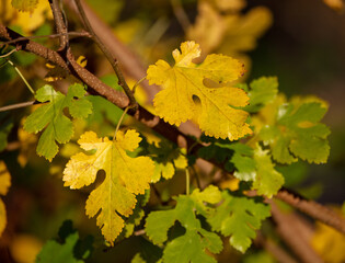 Fall leaves 