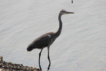 Side view of adorable Grey heron in the lake by the shore