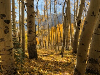 autumn aspen trees