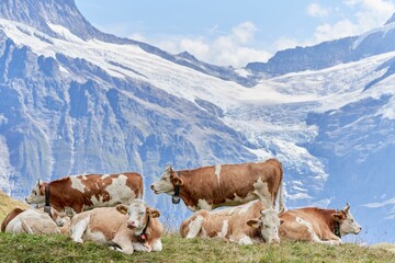 Fototapeta na wymiar Herd of cows resting on the grass with a beautiful snowy mountain in the background on a sunny day