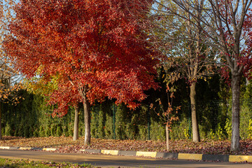 Maple tree with red leaves in autumn landscape