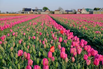 Beautiful colours of tulips, daffodils on fower fields in The Netherlands during the spring time.