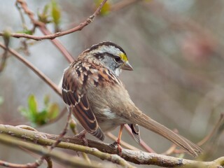 White Throated Sparrow