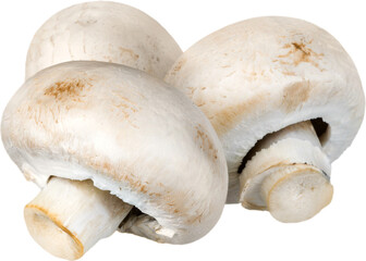 Three Champignons Mushrooms - Isolated