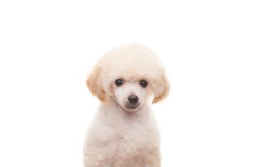 image of dog white background