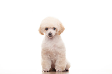 image of dog white background