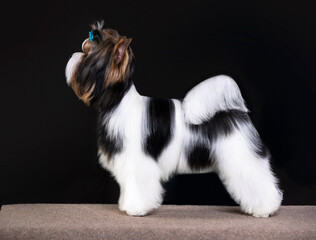 puppy dog Biewer Yorkshire Terrier
