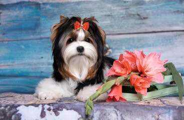 puppy dog Biewer Yorkshire Terrier.