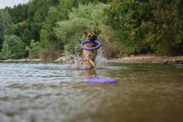 German Shepherd has fun swimming in river in summer. Dog runs through water with happy face and round toy in teeth, splashes fly in different directions. Active energetic games with pet in water.