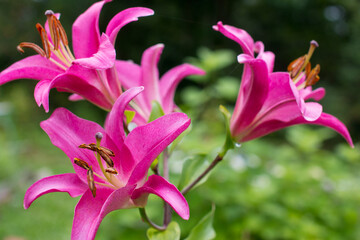 blooming pink lilies in the garden close-up. Bouquet of garden summer flowers