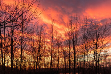 Beautiful Sunset in the Through the Forest