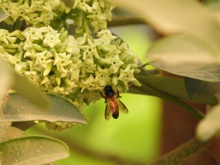Obraz premium Closeup of a bee on a white flower with blurred background