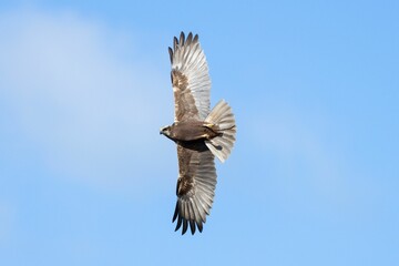 Beautiful Swamp harrier flying in a blue sky