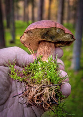 Im Wald am Nachmittag, wir suchen nach Pilzen	